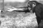 Ученые посоветовали политикам учиться у обезьян, чтобы стать лидерами