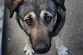 Петицию об отлове и усыплении бродячих собак в Николаеве подписали более 1000 горожан