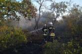 Под Вознесенском опять подожгли лес: горело 3 гектара территории
