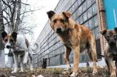 «Четыре лапы» рассказали, как уменьшали в Николаеве агрессивность бездомных собак