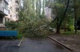Последствия непогоды: во дворе николаевского дома рухнула огромная ветка