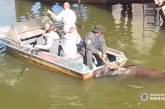 В Чернобыле из радиоактивного водоема вытащили лося. ВИДЕО