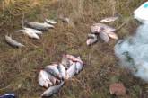 На Николаевщине браконьеры наловили рыбы почти на 16 тысяч гривен