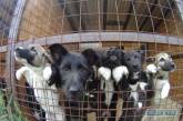 В Николаеве «Центр защиты животных» возобновил отлов бездомных собак