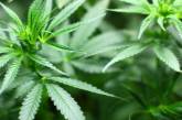 В Канаде компания открыла вакансию «дегустатора» марихуаны