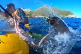 В мире животных: тюлень ударил по лицу байдарочника осьминогом. ВИДЕО