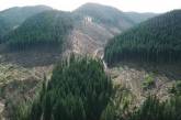 Из-за лазейки в законодательстве в Карпатах массово вырубают редкие леса 