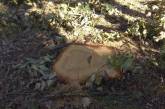 В заповедной зоне Николаевщины снова вырубили дубы
