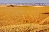 Назван топ-10 товаров украинского аграрного экспорта