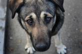 В центре Николаева нашли труп собаки, у которой шея была обмотана скакалкой. ФОТО 18+