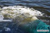 В Николаеве в реку Ингул выпустили более 102 тысяч особей молодой рыбы