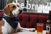 Жительница США создала особое пиво для собак 