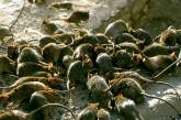 Запорожской области угрожает массовое нашествие полевых мышей - Госпродпотребслужба
