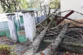 В Ужгороде ураган повалил деревья и повредил дома. ФОТО