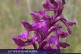 Поле дикорастущих орхидей хотят засеять картошкой