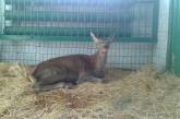 В Николаевском зоопарке спасли раненного оленя, которого привез неравнодушный житель