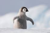 Украинские школьники вместе с учеными пересчитают пингвинов Антарктиды