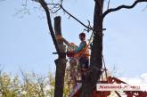 В центре Николаева сносят аварийные деревья