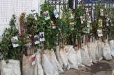 «А сажать когда?»: в Николаеве накануне зимы на 1,5 млн.грн. закупают саженцы деревьев