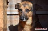 Николаевская полиция хочет закрыть дело об уничтожении собак в «Центре защиты животных» - адвокат