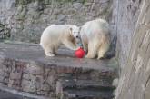 В «Николаевском зоопарке» показали как резвятся белые медведи. ВИДЕО