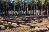 Хвойный лес под Николаевом варварски уничтожается: горят деревья, строятся коттеджи