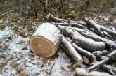 В Первомайске браконьеры вырубили десятки молодых дубов