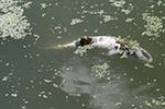 По загадочным причинам в водоемах Херсонщины  гибнет рыба 