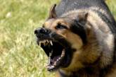 Николаевцы, покусанные собаками, могут выигрывать дела в Европейском суде
