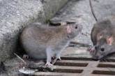 Центр Киева оккупировали крысы, грызуны стали частыми «посетителями» ресторанов. ВИДЕО