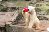В Николаевском зоопарке отметили день рождения белого медведя Нанука