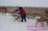 В Херсонской области китайцы будут разводить сайгаков