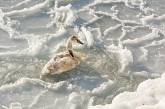 На Николаевщине жители просят спасти замерзающих в реке лебедей