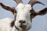 В Сербии коза съела у хозяев 20 тысяч евро