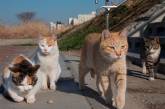 В Николаеве «Центр защиты животных» начал бесплатно стерилизовать бездомных котов