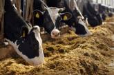 На Николаевщине наблюдается больший спад количества рогатого скота 