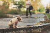 Николаевцы, которые хотят приютить бездомное животное, могут бесплатно получить помощь в «Центре защиты животных»