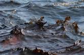 ЧП на Черном море: нефть попала на пляжи Ильичевска и Одессы, пятно идет к Затоке