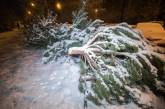 В Киеве попытка украсть елку закончилась дракой на ножах и топорах. ВИДЕО