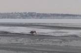 На Намыве в Николаеве один за другим гибнут лебеди