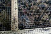 В Борисполе задержали партию живых щеглов, часть птиц уже погибла в тесных клетках