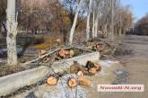 В Николаеве в сквере на речвокзале вырубили деревья. ФОТО  