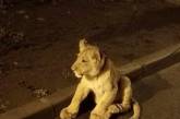 В Одессе на улице нашли львёнка
