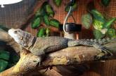 В Николаевском зоопарке удавов обменяли на новые виды ящериц