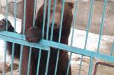 В Покровске экологи забрали из частного зоопарка пять замученных медведей