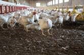 На Николаевщине возобновит работу птицефабрика с объемом производства более 100 млн яиц в год