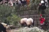 В Китае девочка упала в вольер с опасными пандами. ВИДЕО