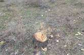 «Скоро совсем исчезнет», - в Николаеве массово вырубают деревья в парке «Лески»