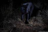 В Кении фотограф сумел запечатлеть черную пантеру, которую не видели около 100 лет