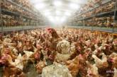 Десятки тысяч цыплят сгорели на птицеферме в Японии. ВИДЕО